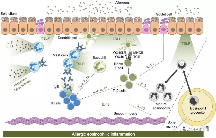 tslp是什么,tslp哮喘新药