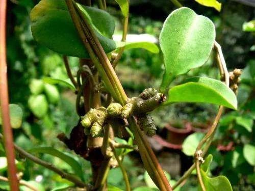 温州民间草药三七的功效,生姜与三七