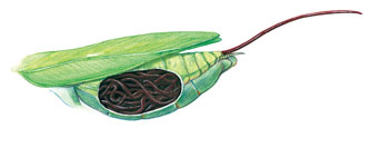 铁线虫来袭，能操纵螳螂“自杀”的寄生虫，能否控制人类？