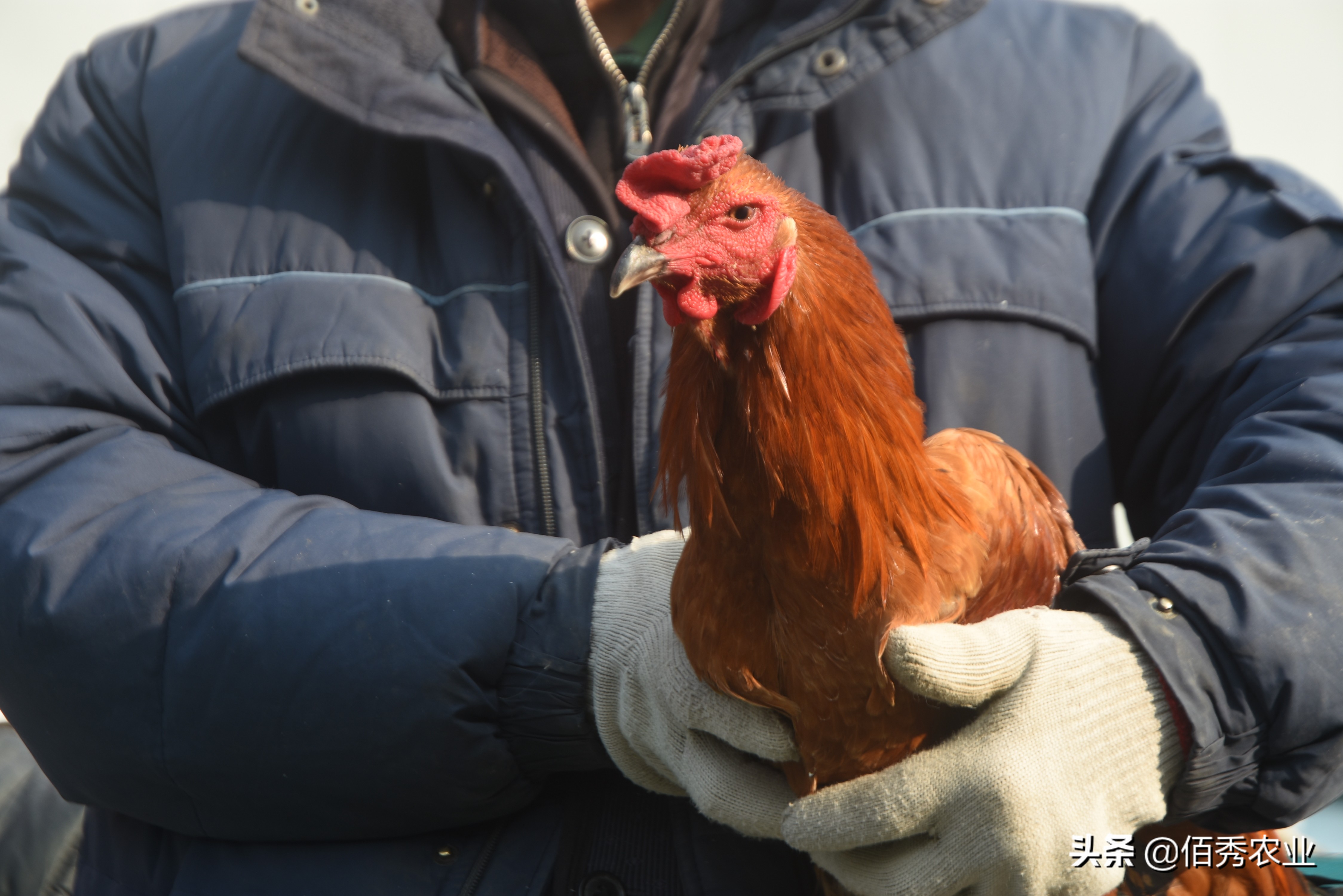 有没有大型养殖公司找农户合作的,有正规的合作养鸡包回收的公司吗