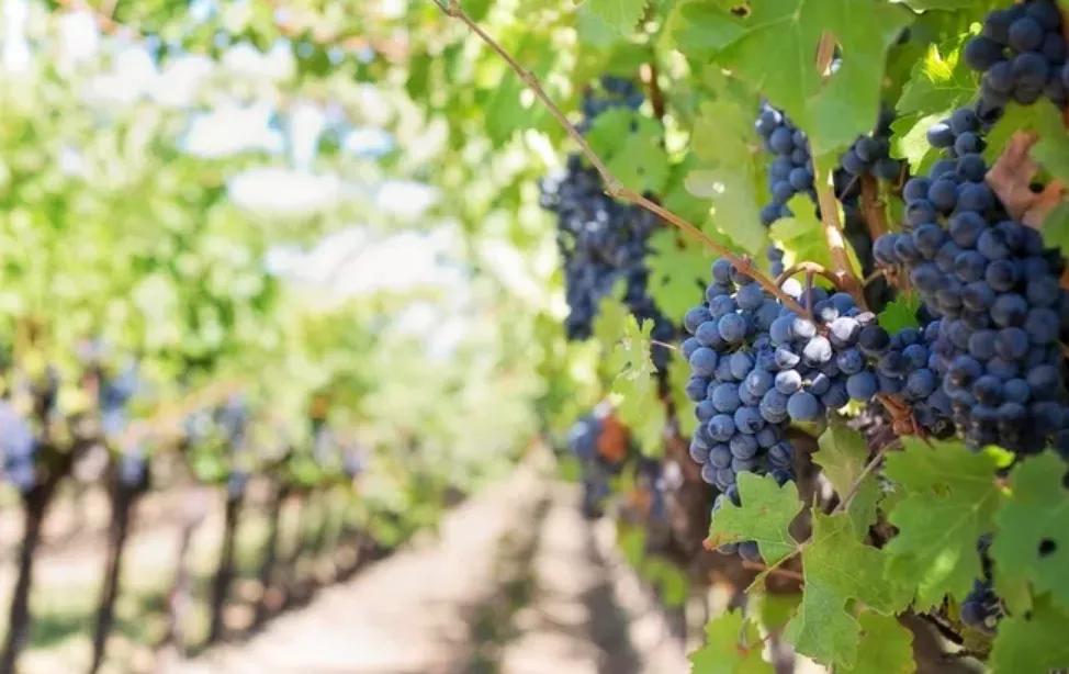 葡萄酒的起源视频,葡萄酒是怎么来的