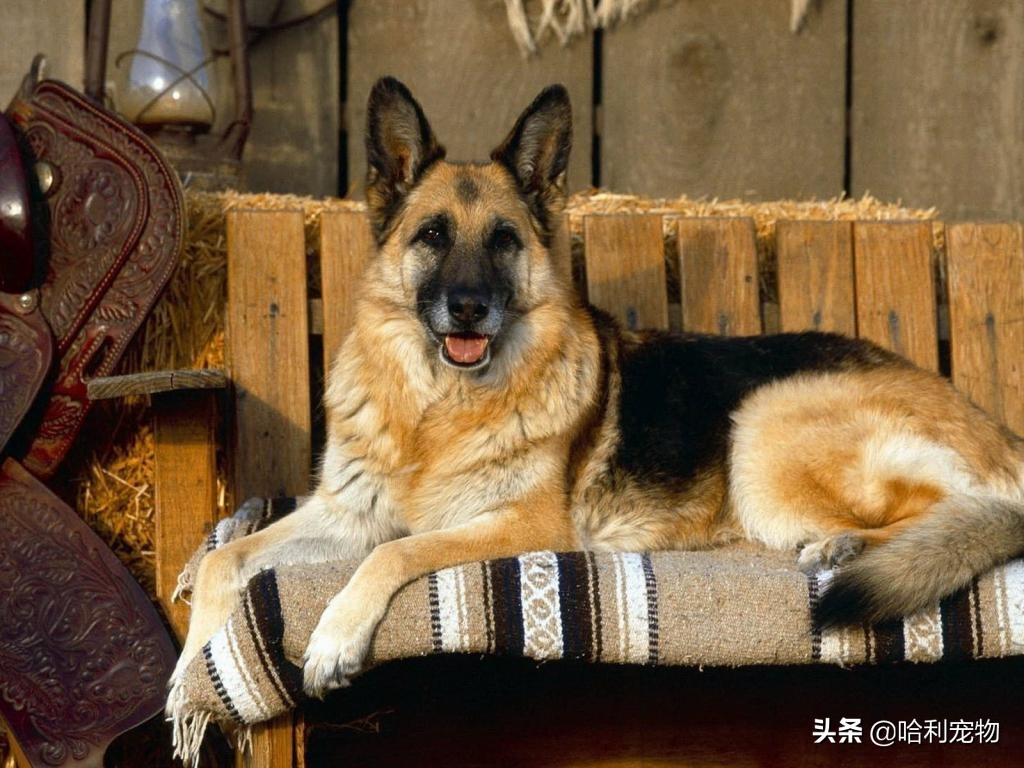 德牧还分两种？同根异枝，东德牧羊犬和西德牧羊