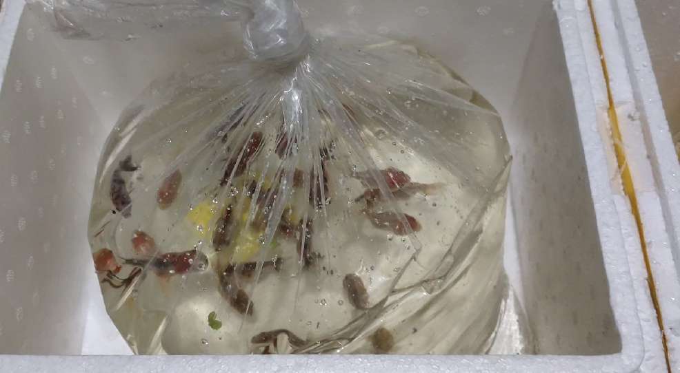 不建议饲养的观赏鱼,家中的观赏鱼可以放到寺庙放生吗