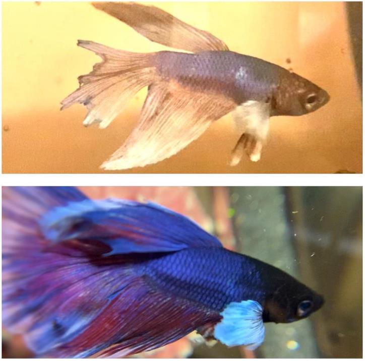 外国女子救下崩溃男子,外国女生救斗鱼