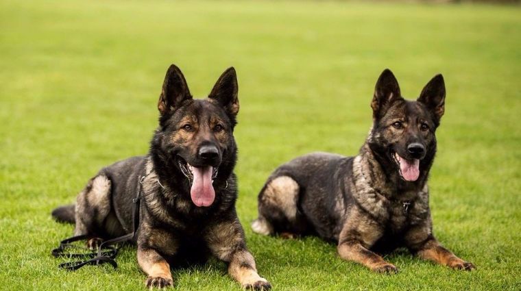 「希德勒之刃」综合素质接近完美的东德牧羊犬，了解一下？