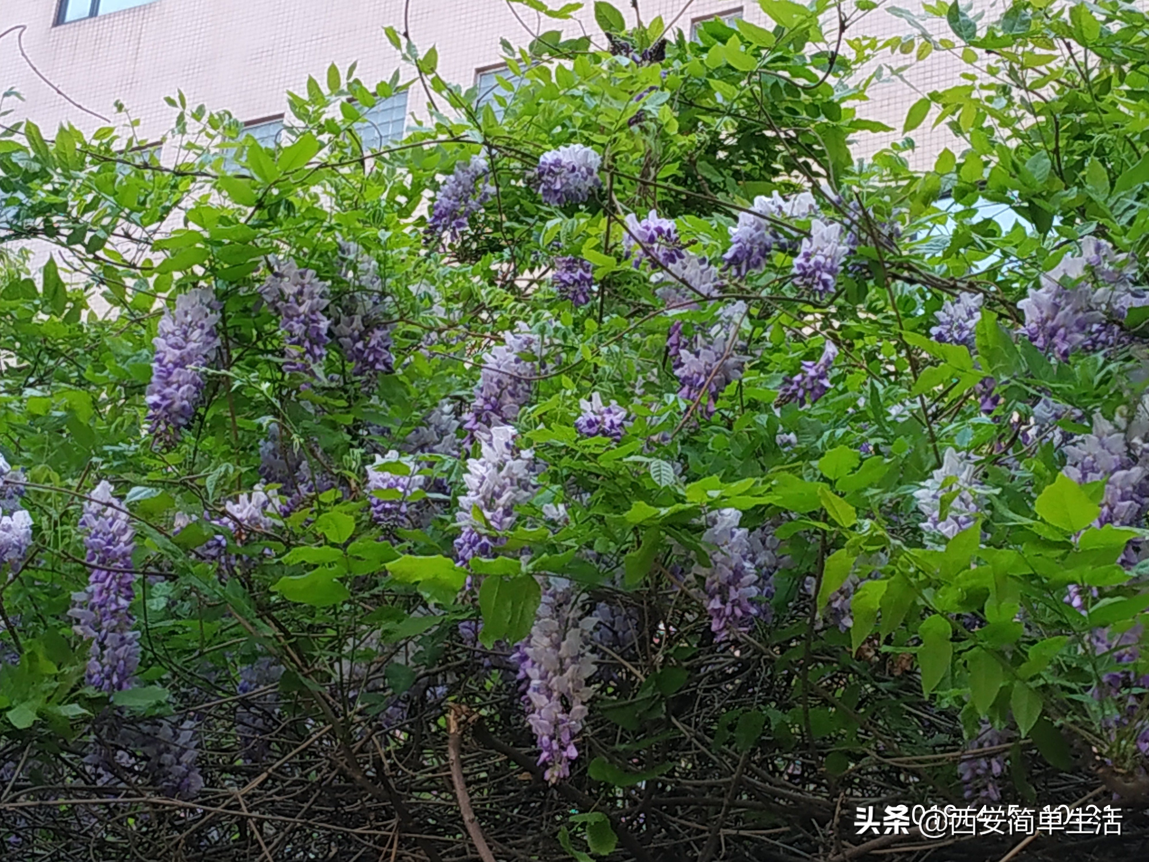 紫藤花一帘幽梦在哪里,紫藤花开如一帘幽梦