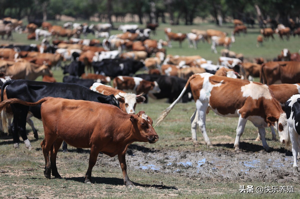 高温牛中暑高发怎么办,牛中暑特效药配方