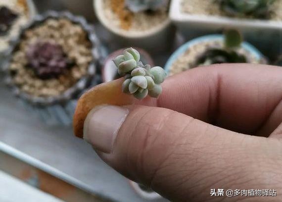 多肉叶插发芽后怎么不长了,多肉叶插发芽后怎么长得大