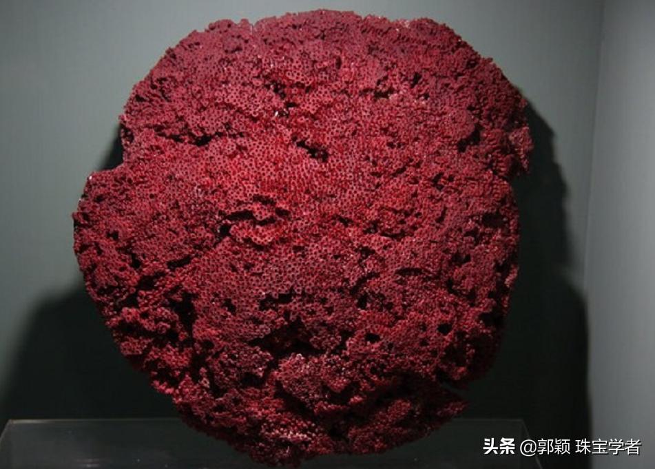 解密几个神奇的动物,解密神秘生物