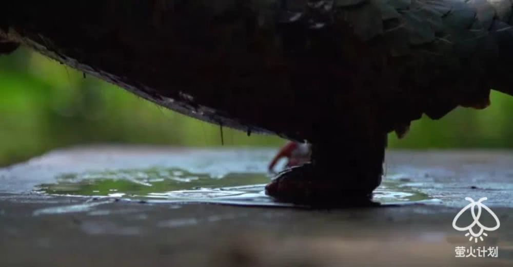 杀穿山甲时，下面会有一碗白米饭接着留下来的血|野味帝国