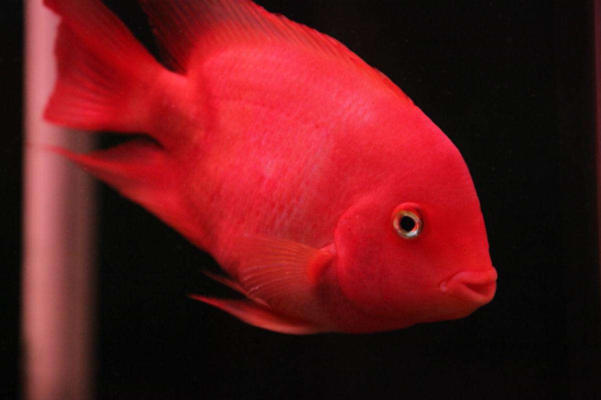 鱼缸死鱼是挡煞吗,鱼缸死鱼为什么放冰箱