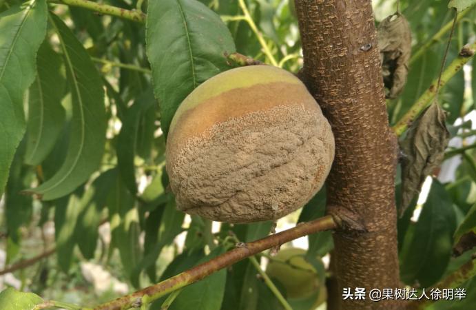 桃子褐腐病和炭疽病的区别,怎样防桃子褐腐病