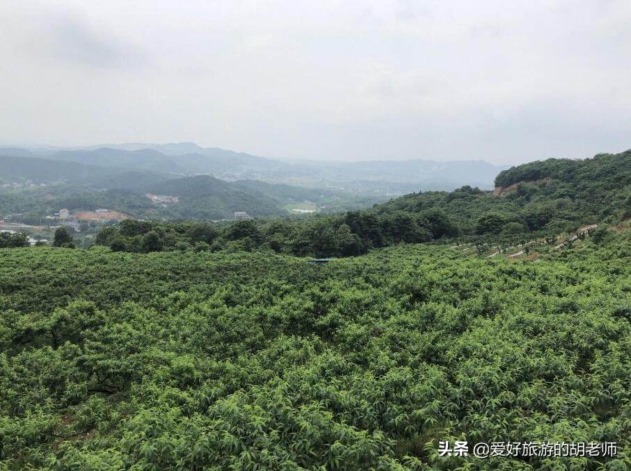这果园被誉为长沙“花果山”,能玩滑翔伞的果园,比百果园更美