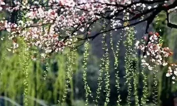 40首咏柳诗词二月春风似剪刀,咏柳古诗里面春风似剪刀的意思