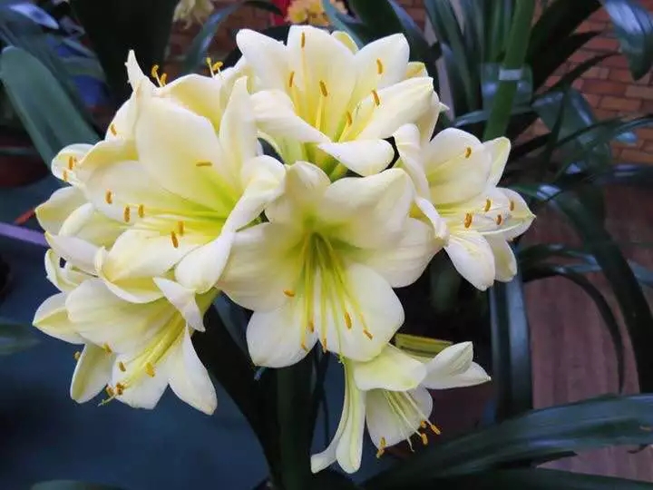 君子兰心烂了怎么办必须剪头吗,君子兰烂心砍头正确方法