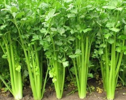 晚上游四方,游四方下联