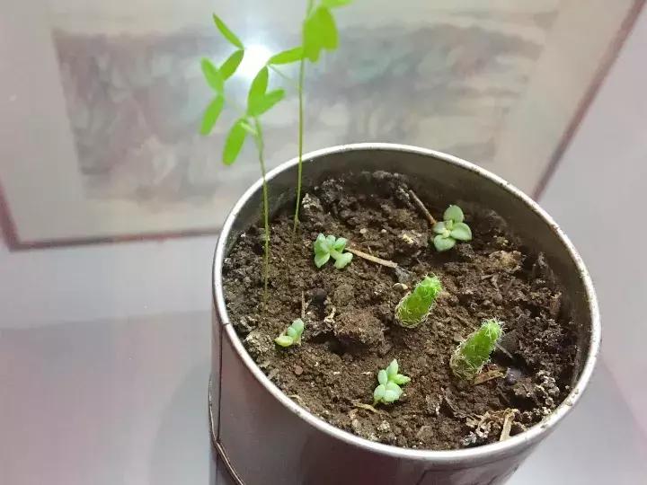 多肉长出小尾巴求救信号,多肉有什么求救信号