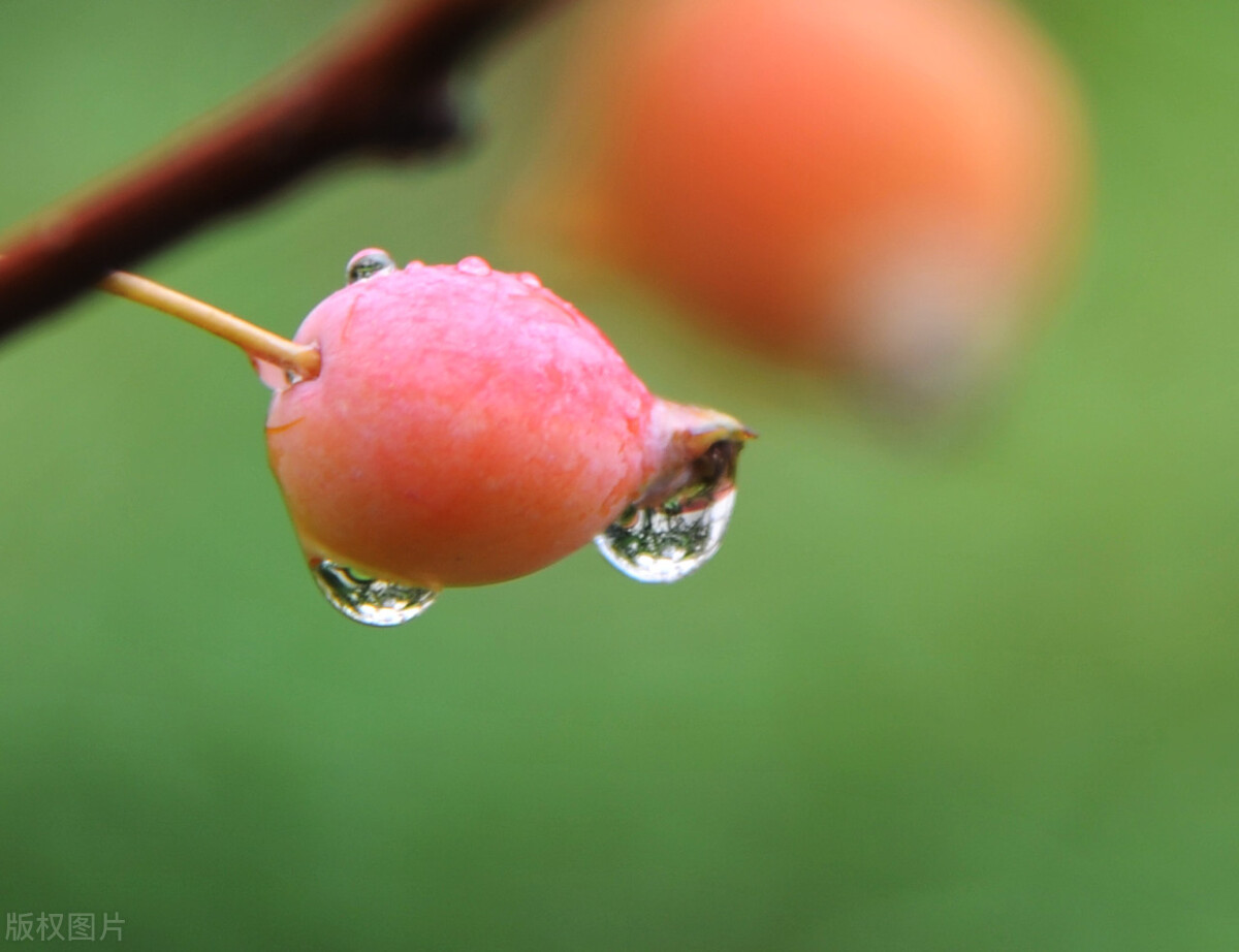 今年秋季庄稼雨水咋样,今年雨水多小麦播种还需要镇压吗