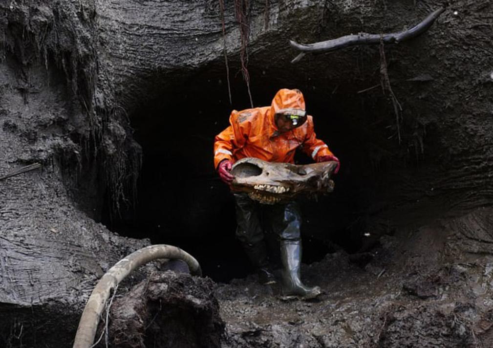 战斗民族挖宝藏,东北出土猛犸象牙