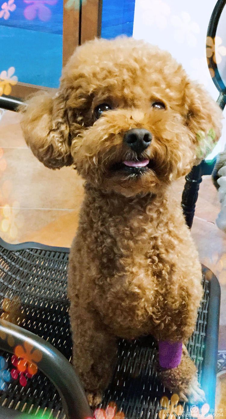 珠海猫猫宠物会所服务商,珠海宠物矫正训练