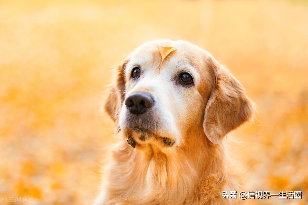 女生养的四种萌宠,最适合女生养的小型萌宠