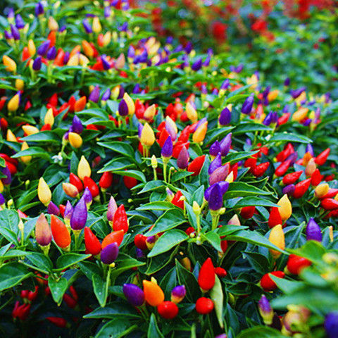 适合室内养的绿色植物,有什么室内绿色盆栽植物好养