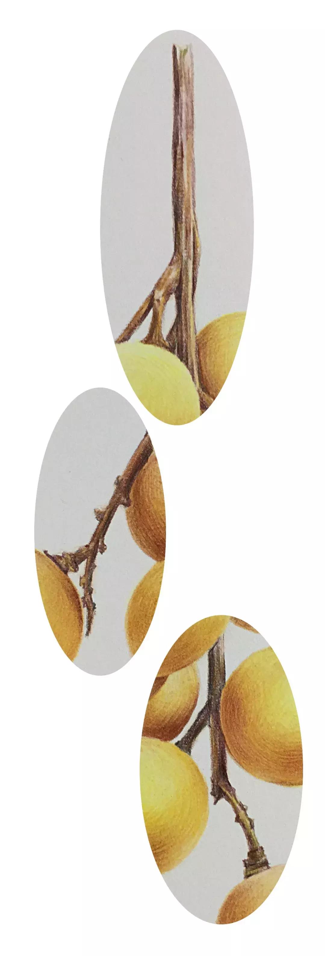 彩铅龙眼,龙眼怎么画彩铅