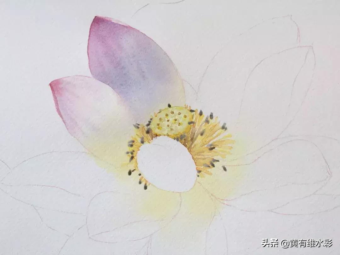 6-12岁荷花简单绘画,procreate荷花水彩教程