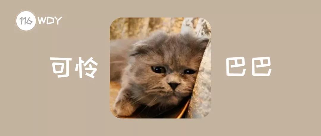 猫咪不小心受伤了该怎么办？这些有效的处理方式铲屎官们一定要看