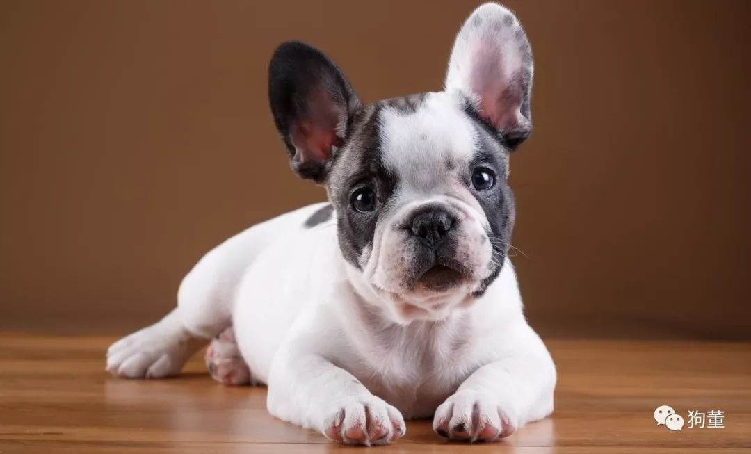 狗狗怀孕多久能测出来,狗狗怀孕怎么打掉最好