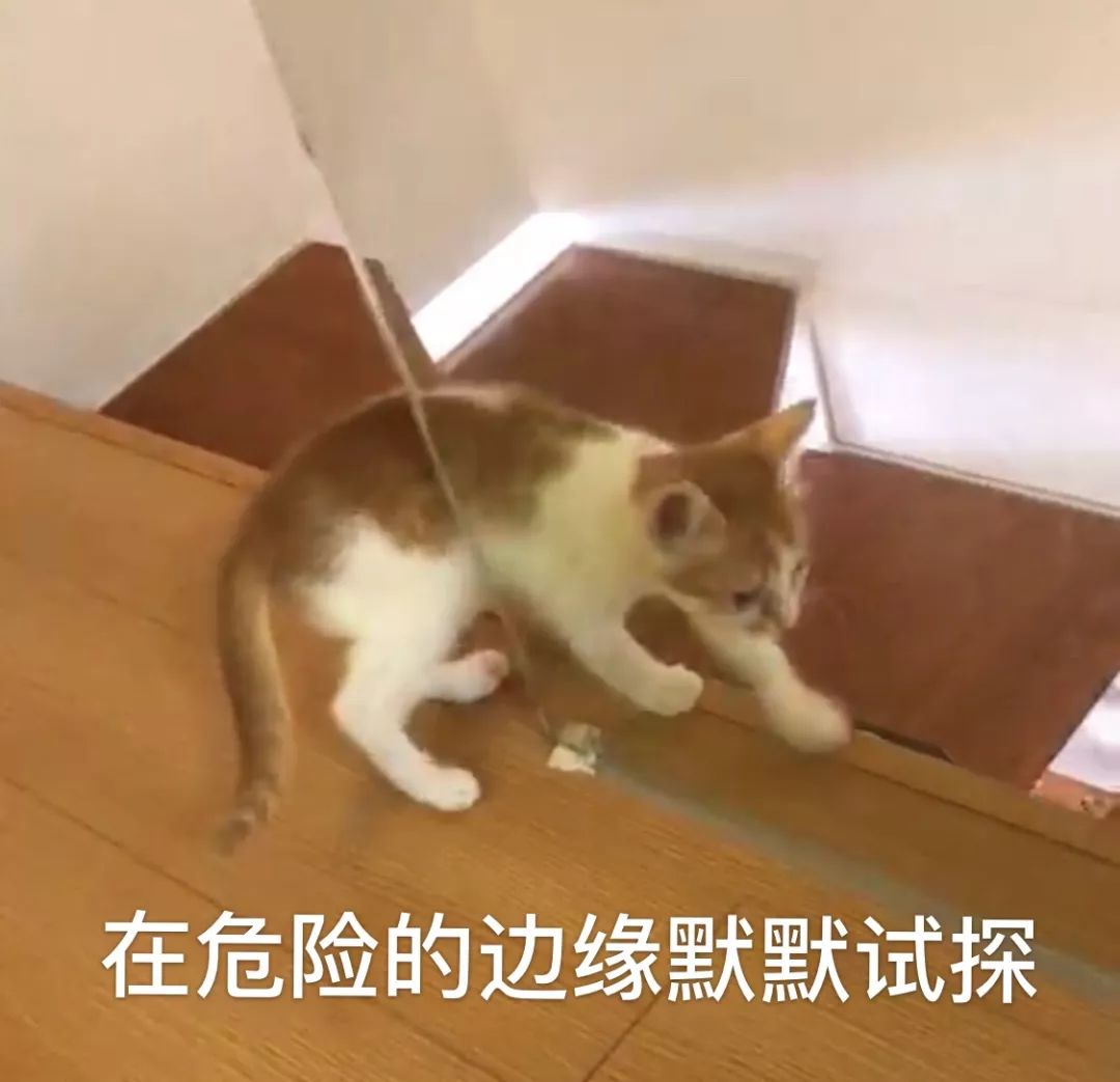 铲屎官旅游小猫咪开门,铲屎官出门猫咪躲床下