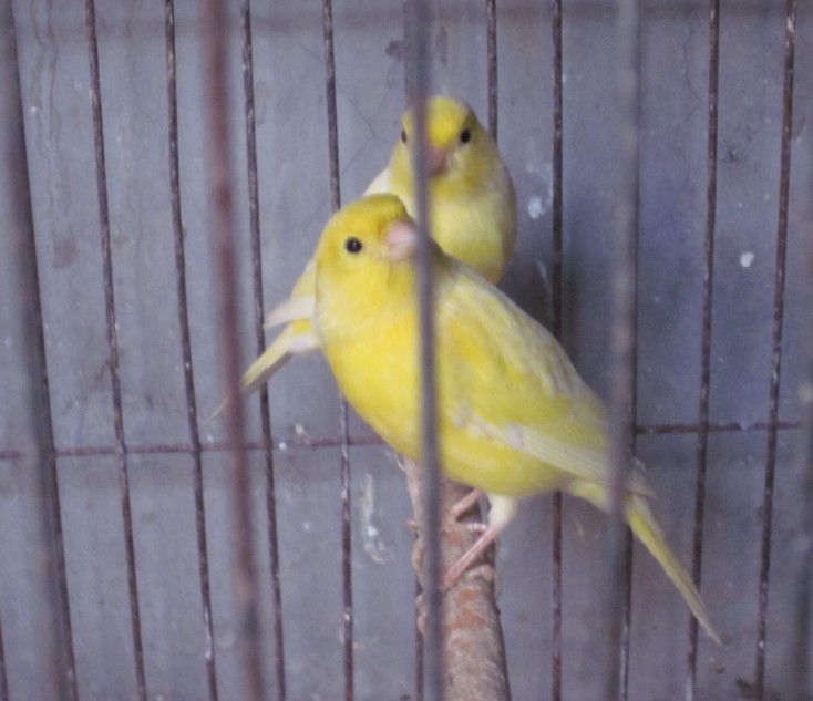 一种来自非洲的野鸟，被人工繁育出数百个品种，惊艳了整个世界