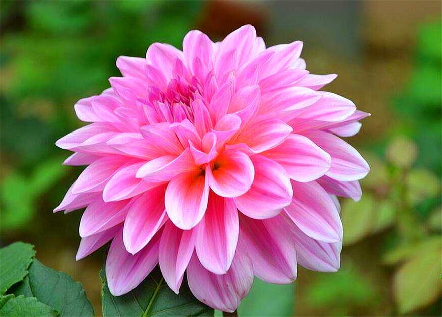 大丽花开花少过冬难？冬天做好“4件事”，安全越冬，来年猛开花