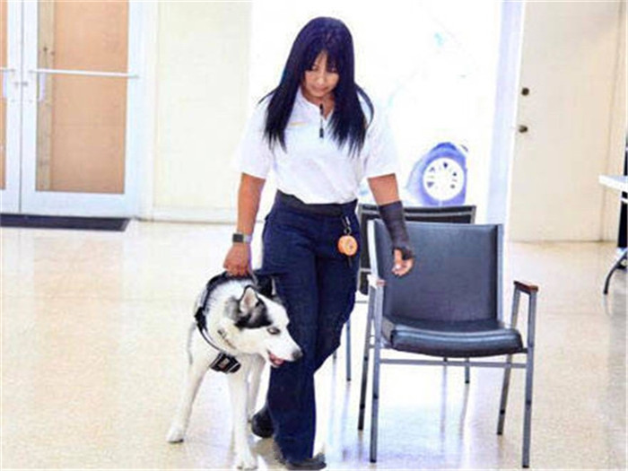 二哈当上警犬的视频,秃顶二哈真实经历