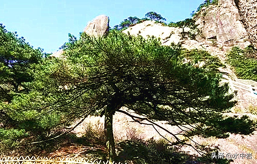 黄山的十大奇松介绍,黄山七十二峰