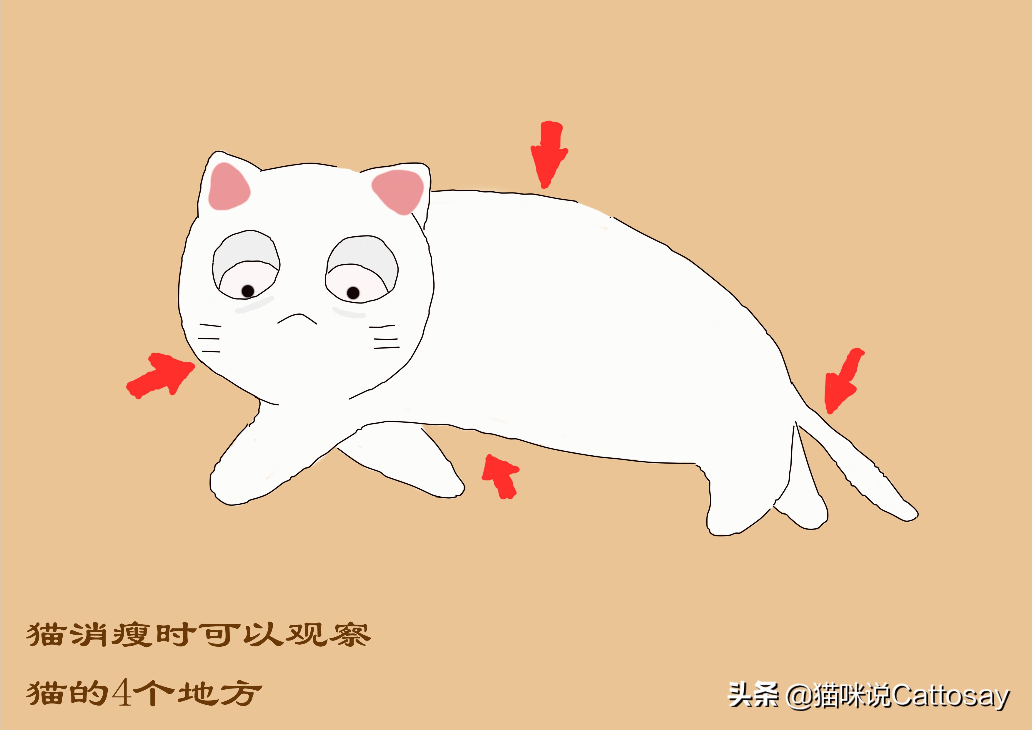 猫过度摄入维生素b会怎样,猫生病后怎么通过饮食给他补营养