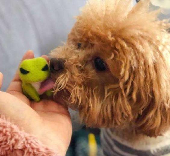 泰迪的5个怪异事,泰迪犬的5个坏习惯