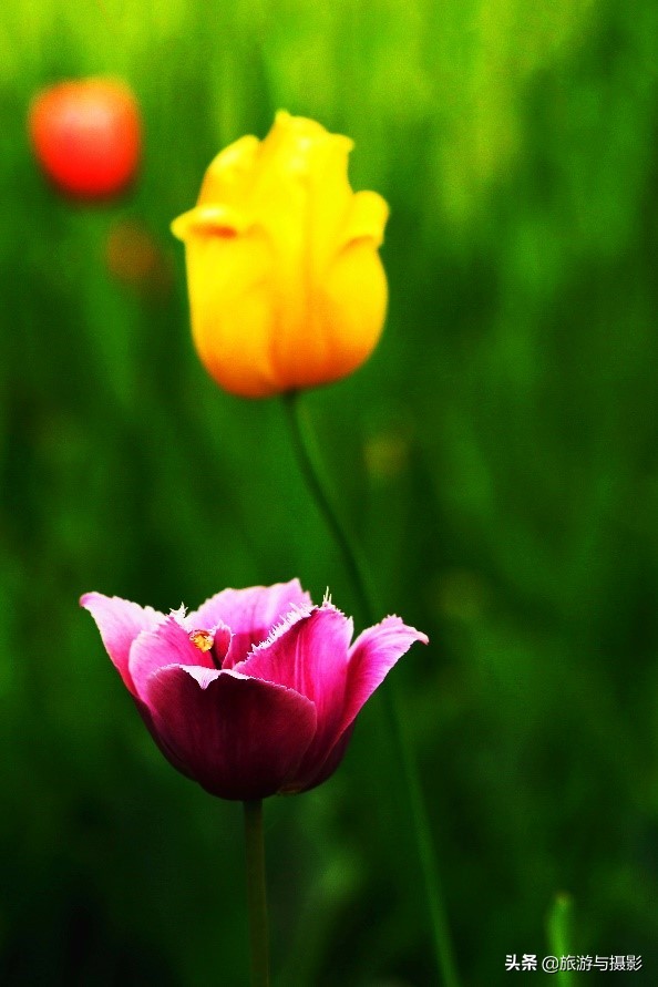 郁金香诗句经典五言,郁金香古诗词