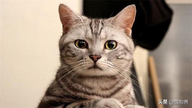 小猫受到了惊吓怎么办,小猫受到惊吓乱拉屎