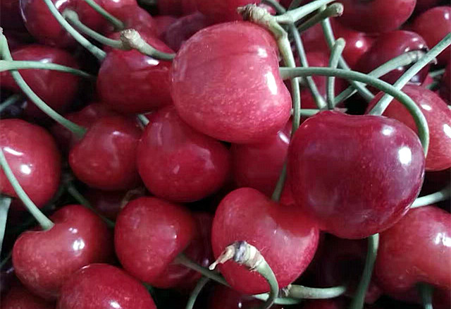 济南樱桃采摘园推荐,鲜果采摘园樱桃