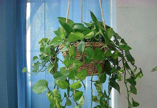 养绿萝最好用什么土,养绿萝最好最快的肥料