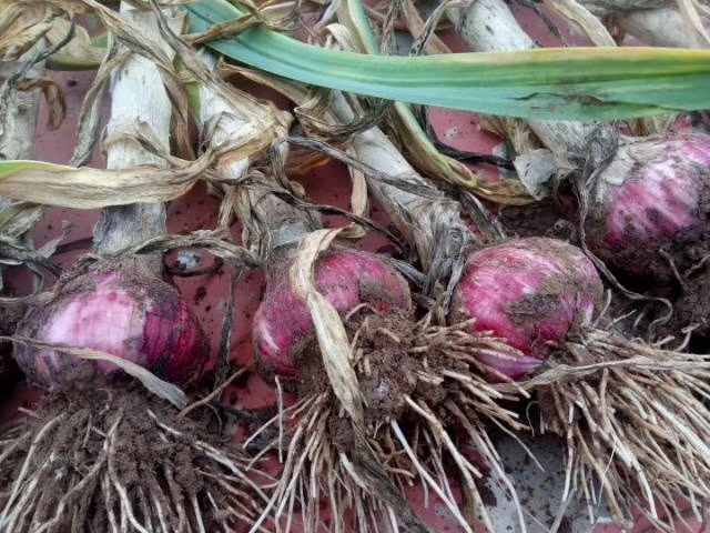 2020年山东蒜薹价格最低批发价,2020大蒜蒜薹行情