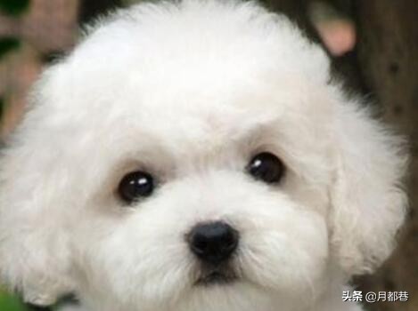 比熊犬多少钱一只小体,比熊多少钱一只正常价格表