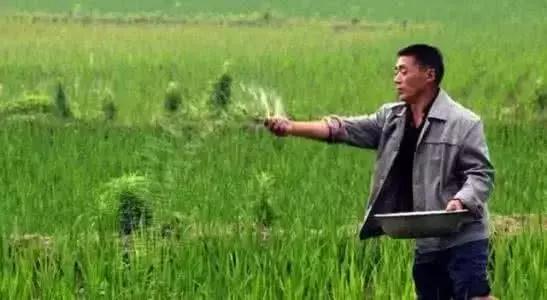 最好的钾肥是什么钾肥,哪种钾肥更好