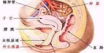 早期宫颈癌能活一辈子吗,宫颈癌一般能活不过3年