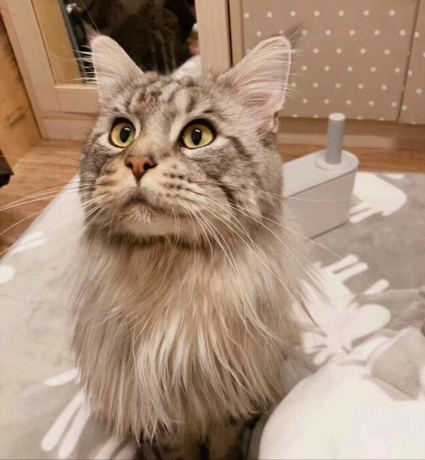 缅因猫到底有多可怕啊,缅因猫为什么不建议养