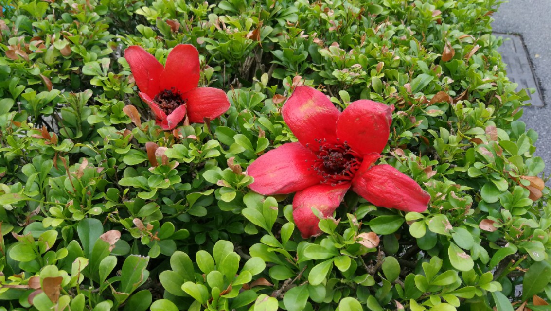 硬膜外血肿意识清醒需要手术吗,急性硬膜外血肿可做什么检查