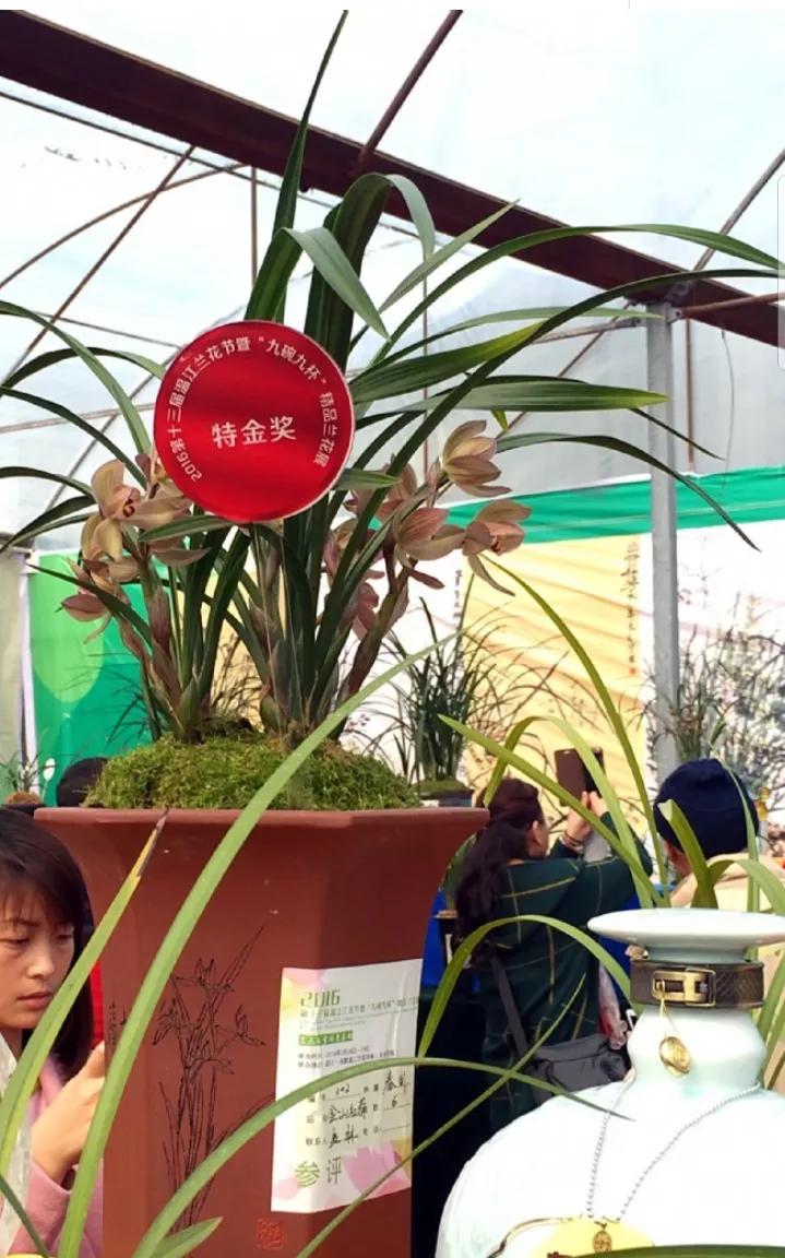 四川雅安早年出产的一颗春剑荷瓣，后来成为花中极品