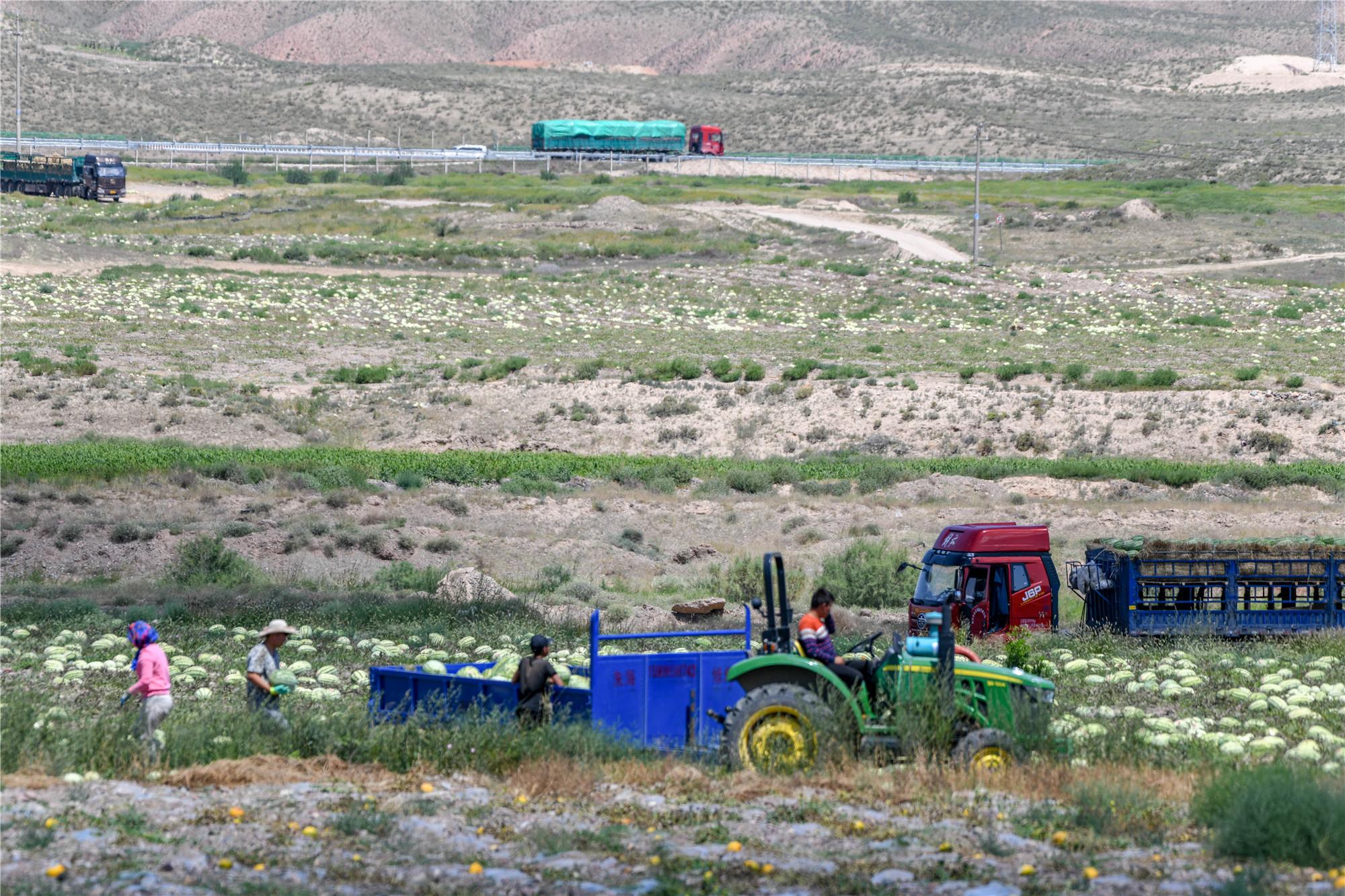 宁夏农民石头地上种植西瓜的原因,宁夏石头缝里种西瓜