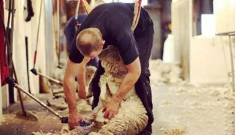 澳大利亚的ugg是中国产的吗,ugg是美国还是澳洲的